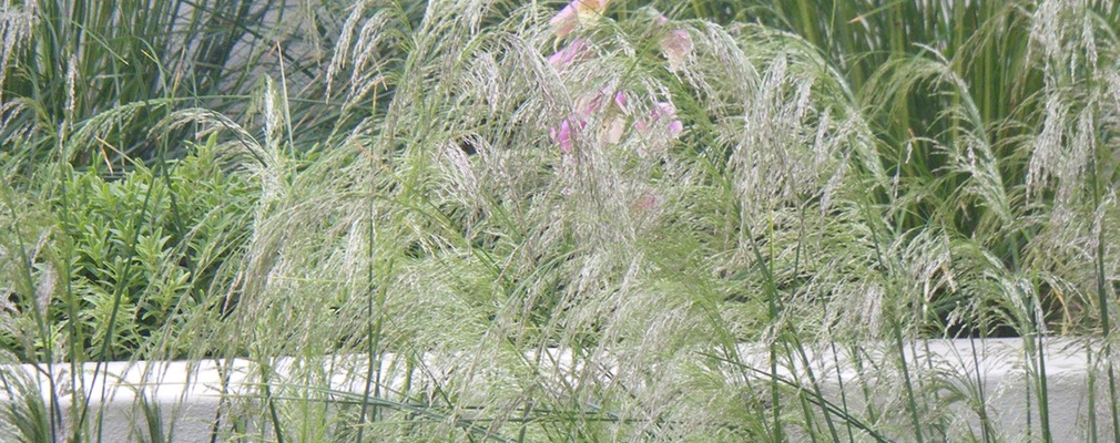 DSCF7099.jpg